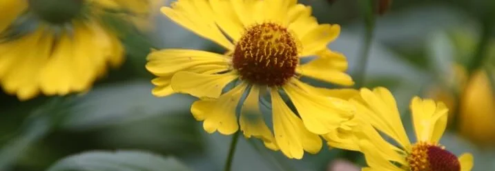 Gelbe Blumen mit brauner Mitte